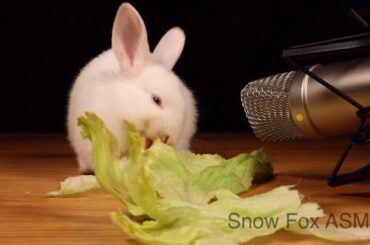 Animal Pets ASMR Snow Rabbit eating Lettuce cute bunny 🐰