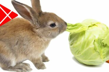 Funny and Cute Baby Bunny Rabbit Videos - Baby Animal Video Compilation