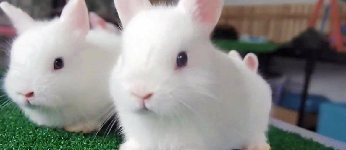 Funny Rabbits – Cute Baby Bunnies – Funny Baby Videos – Cute Rabbit Video