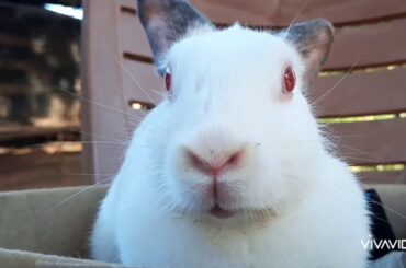 Funny and Cute Bunnies