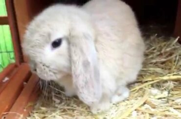 My baby bunnies! | Rachel'sWorld