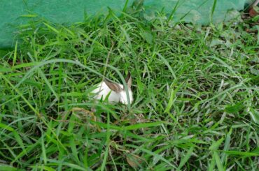 Baby Cute bunnies videos in my garden - Baboom Life