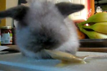 Baby Bunny Eating Baby Bananas!!!