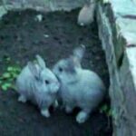 Baby Bunnies-Watch The Grey Rabbit On The Left at 47 seconds