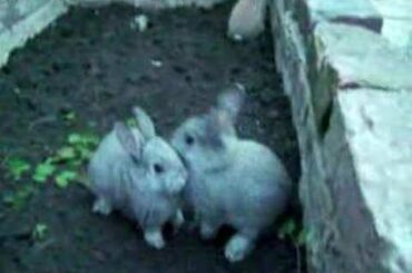 Baby Bunnies-Watch The Grey Rabbit On The Left at 47 seconds