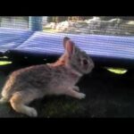 Baby bunny on my trampoline