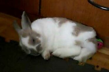 Baby Bunny Grooming 2