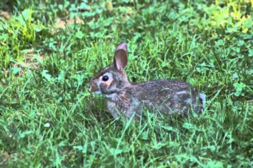 Baby Bunny mowing the lawn