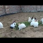 Rabbit Videos Compilation - Cute Rabbits | Cute Rabbit Fails