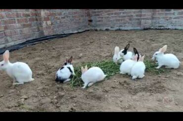 Rabbit Videos Compilation - Cute Rabbits | Cute Rabbit Fails