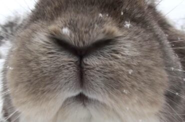 Wim Hof-ing in winter + cute rabbit