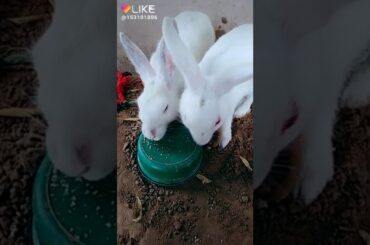 cute rabbit babies funny video
