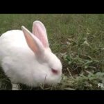 Cute Rabbit play in home garden and eating grass   #Rabbit baby