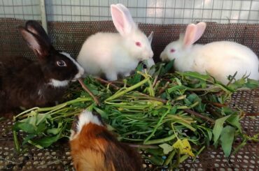 Rabbit - Cute Baby Rabbits Eating Vegetable - Funny And Cute Bunny Rabbit Videos Compilation 2020