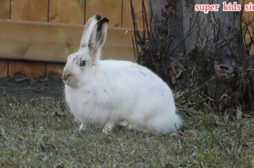 Funny and Cute Baby Bunny Rabbit Videos -  Baby Animal Video Compilation 2020