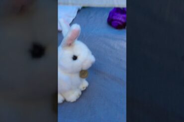 Cute bunny I found