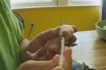 How to bottle feed a baby bunny, part 2