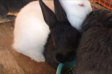 Baby Rabbit Update 05/14/2017