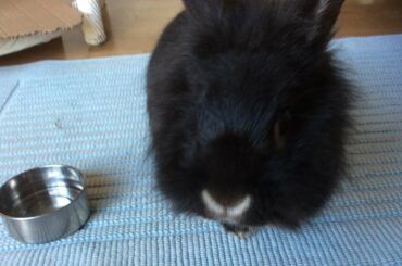 Cute Rabbit Eating - ASMR (Best on full volume)