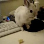 Thumper, my netherland dwarf baby bunny eating bannanas