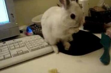 Thumper, my netherland dwarf baby bunny eating bannanas