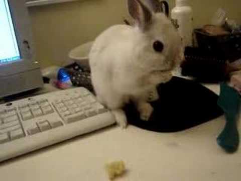 Thumper, my netherland dwarf baby bunny eating bannanas