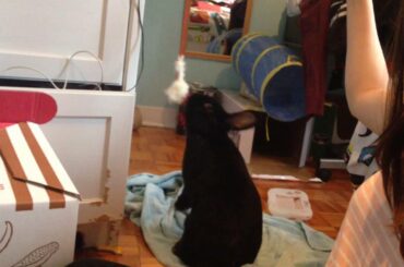 Cute rabbit playing with cat toy!