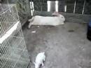 Baby Bunnies part 2