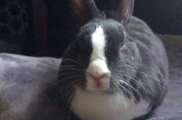 Cute Bunny in Slow Motion