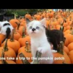 Sweet Meadow Farm: Kittens and Bunnies Playing in the Pumpkin Patch