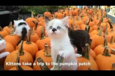 Sweet Meadow Farm: Kittens and Bunnies Playing in the Pumpkin Patch