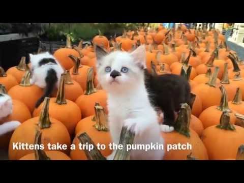 Sweet Meadow Farm: Kittens and Bunnies Playing in the Pumpkin Patch Sweet Meadow Farm: Kittens and Bunnies Playing in the Pumpkin Patch