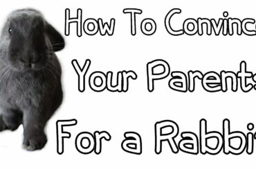 How To Convince Your Parents For a Rabbit