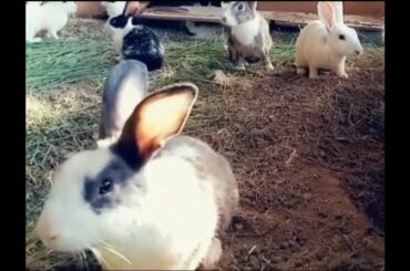 Funny and Cute Baby Bunny Rabbit Videos-Baby Animal Video Compilation - Cute Rabbits