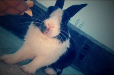 Rabbit eating biscuits | Cute Rabbit 🐇 ASMR #Rabbit_eating