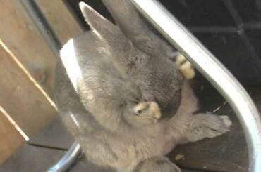 Cute bunny washing her face!!!