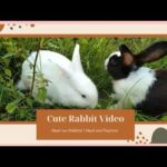 Cute Bunny Video |Our Rabbits' Meal and Playtime | Rabbit's Lover | Home Sweet Home