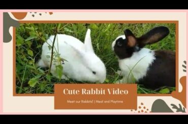Cute Bunny Video |Our Rabbits' Meal and Playtime | Rabbit's Lover | Home Sweet Home