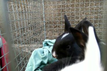 Cute Little Baby's Rabbit ❤️