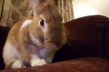 Cute bunny washing face