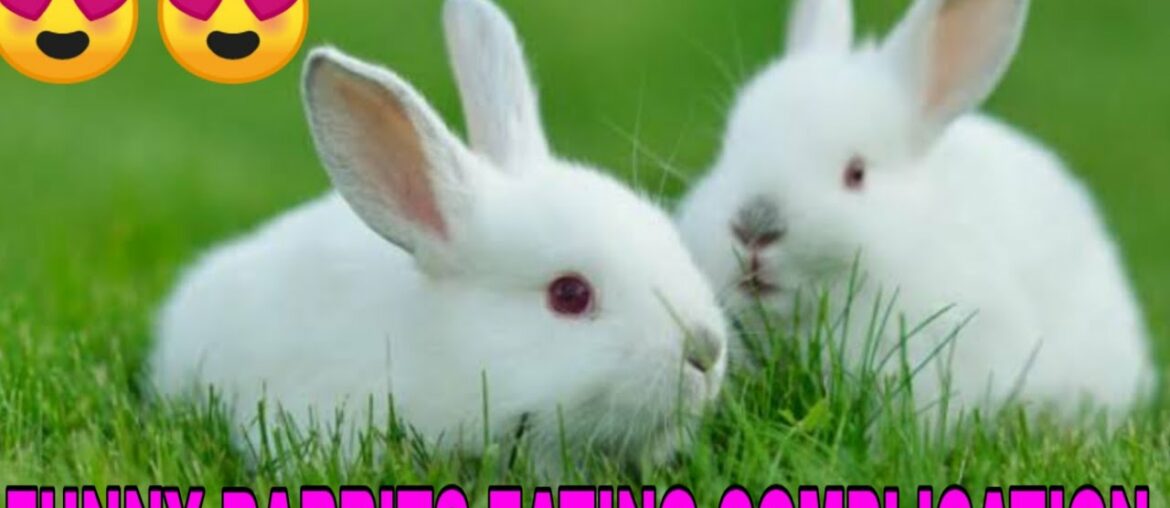 Cute Rabbits Eating Compilation I Funny Baby Rabbit Videos I RDX VLOG I Cute Baby Rabbits