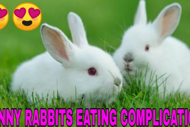Cute Rabbits Eating Compilation I Funny Baby Rabbit Videos I RDX VLOG I Cute Baby Rabbits