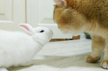 Arrived a package for my Baby bunny 🐇 Unp