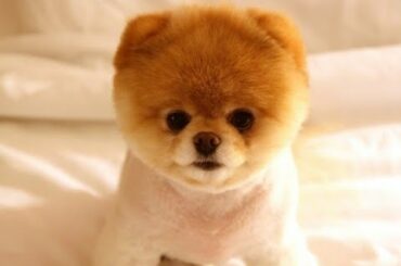 Animals SOOOO Cute! cute baby animals compilation