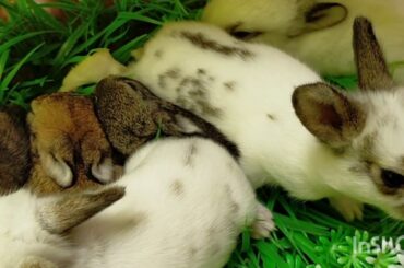 How baby bunnies look like in it's 2weeks old