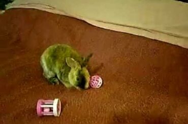 Baby Bunny Rabbit Playing on Bed, Curly Wavy Rabbit Kit from Astrex Rabbits playing.