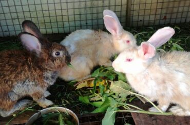 Rabbit - Cute Baby Rabbits Eating Vegetable - Rabbit Eating Video - Cute Rabbits Eating Compilation