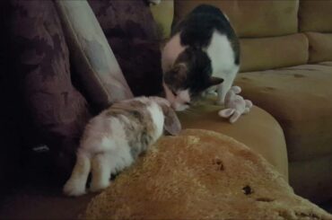 Baby rabbit meets cats for the first time