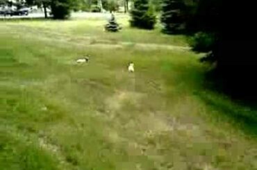 Baby Rabbit Chase