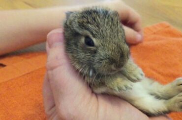 Bottle feeding a baby bunny